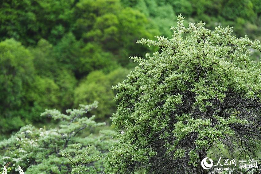 娘娘山麓。人民網(wǎng) 陳明菊攝